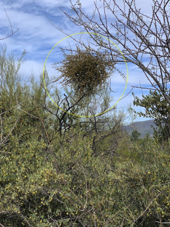 Feb 27 - What is this? Mistletoe; a parasite that can kill a desert tree.