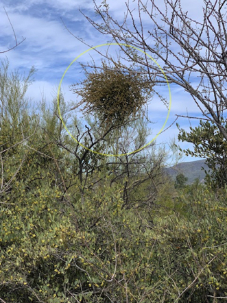 Feb 27 - What is this? Mistletoe; a parasite that can kill a desert tree. Feb 27 - What is this? Mistletoe; a parasite that can kill a desert tree.