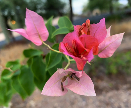 Aug 30 - A little rain and the bougainvillea bloom again.