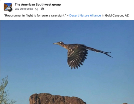 Aug 17 - Roadrunner in flight.