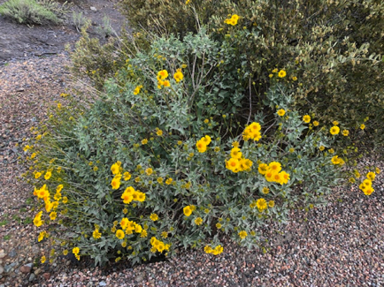 Mar 20 - Lots of Brittlebush in our neighborhood, and it looks so pretty when it's in bloom.