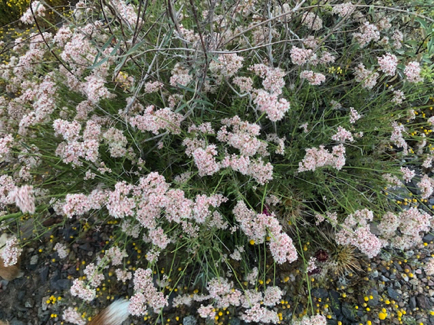 Apr 27 - Buckwheat?