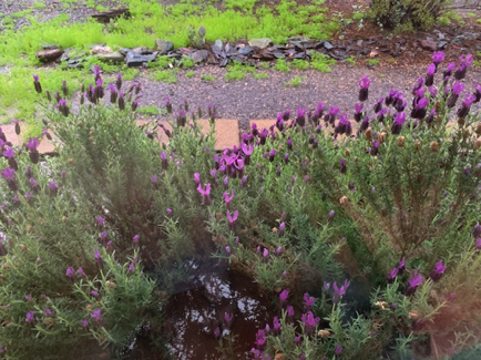 Mar 22 - Our lavender is loving the rain, and the bees are loving the lavender!