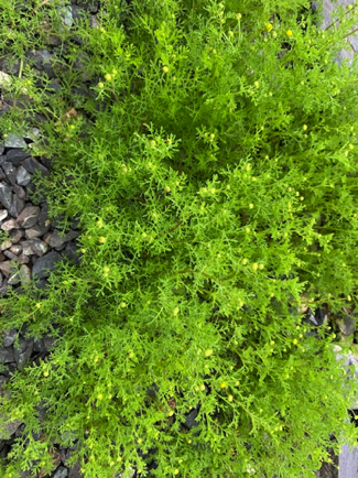 Mar 19 - Stinknet (Globe Chamomile), an invasive species. Very lush and green, too bad we can't eat it.