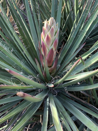 Apr 6 - This one's a beauty even before it blooms.