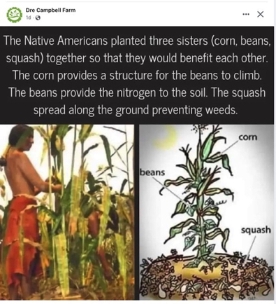 Mar 31 - A symbiotic plant relationship: corn, beans, and squash. Makes perfect sense! Photo credit: Facebook "DreCampbellFarm".