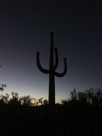 May 31 - Twilight Saguaro. May 31 - Twilight Saguaro.