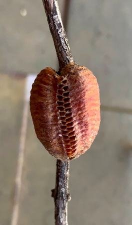 June 20 - A Praying Mantis egg cocoon is called an "ootheca".