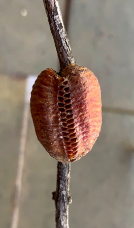 June 20 - A Praying Mantis egg cocoon is called an "ootheca". June 20 - A Praying Mantis egg cocoon is called an "ootheca".