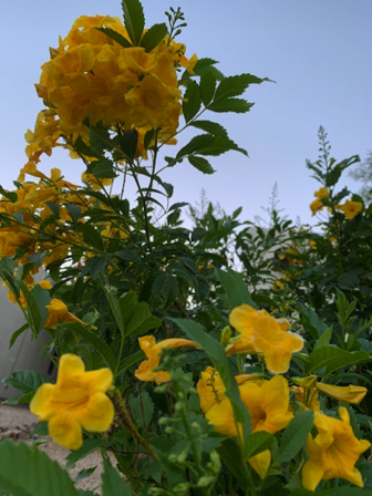 Sep 27 - A wee bit of rain is all it takes... flowers! Sep 27 - A wee bit of rain is all it takes... flowers!