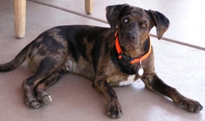 Bo- Our handsome catahoula boy